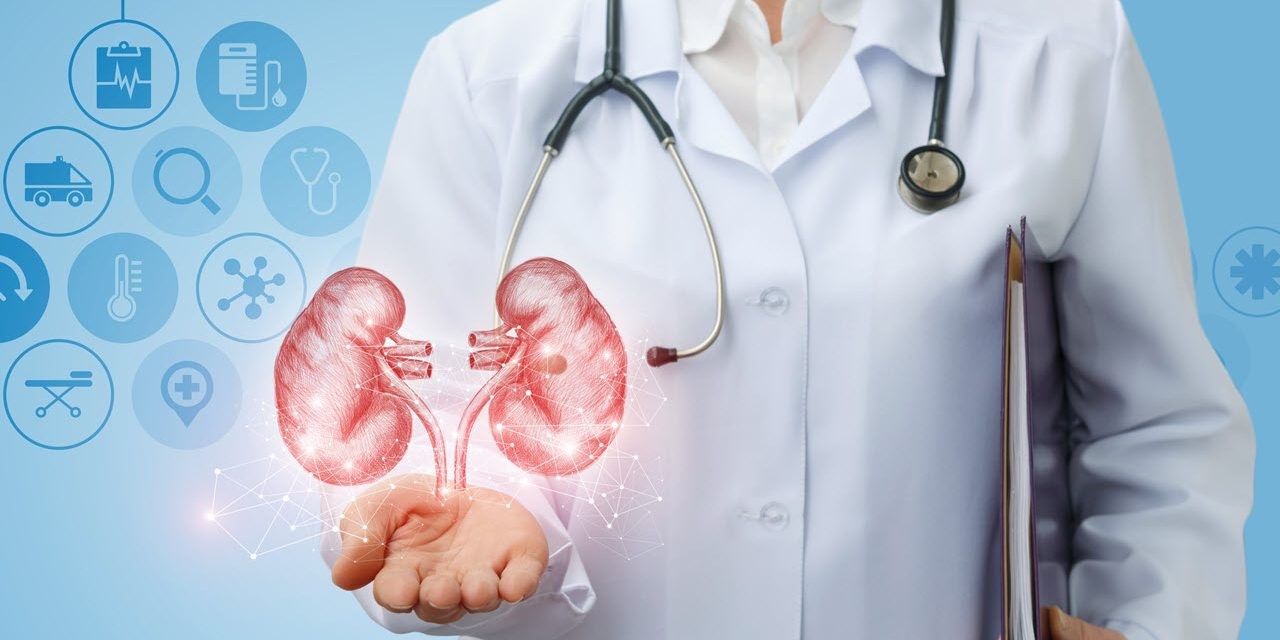 Provider with an image of kidneys